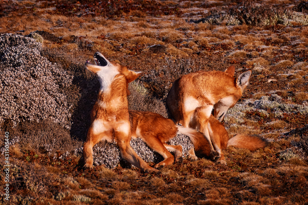 Fototapeta premium Ethiopian wolf, Canis simensis, pack in the nature. Bale Mountains NP, in Ethiopia. Rare endemic animal from east Africa. Wildlife nature from Ethiopia.