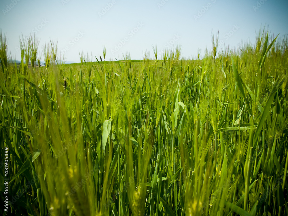 청보리, 보리밭, 보리 청보리, 보리밭, 보리