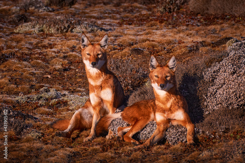 Ethiopian wolf, Canis simensis, pack in the nature. Bale Mountains NP, in Ethiopia.  Rare endemic animal from east Africa. Wildlife nature from Ethiopia.