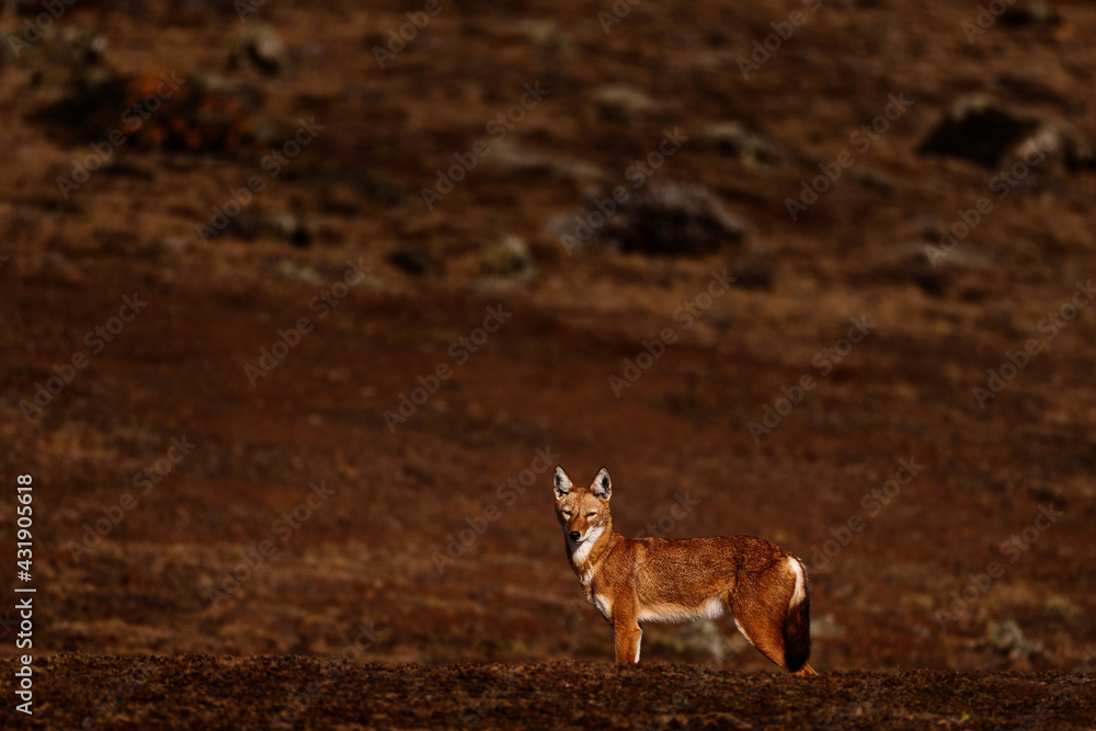 Fototapeta premium Ethiopian wolf, Canis simensis, in the nature. Bale Mountains NP, in Ethiopia. Rare endemic animal from east Africa. Wildlife nature from Ethiopia. Orange jackal fox, sunny day. Ethiopian wolf.