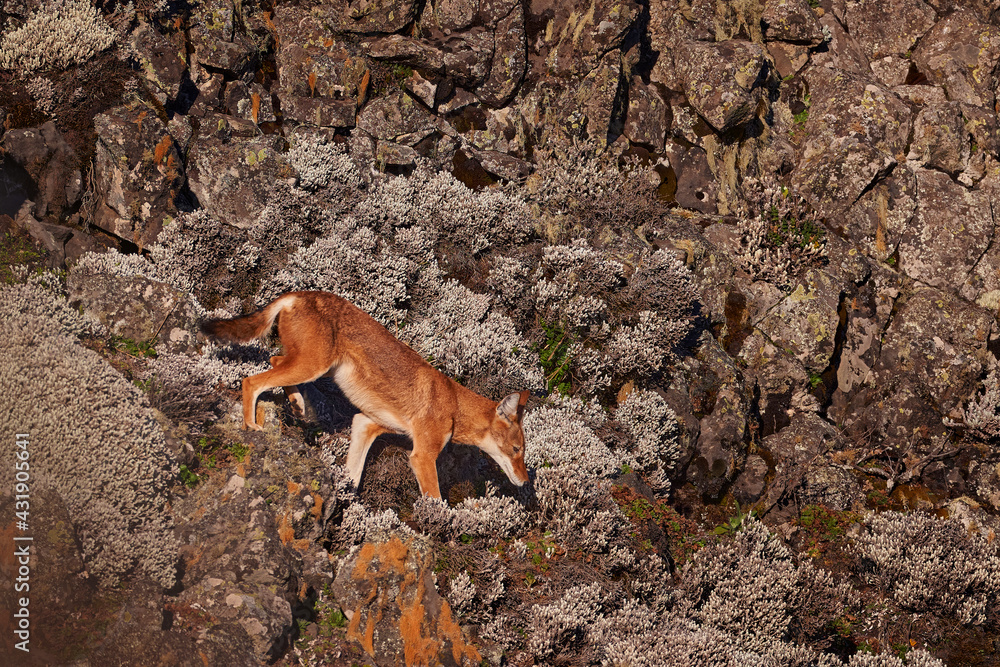 Fototapeta premium Ethiopian wolf, Canis simensis, in the nature. Bale Mountains NP, in Ethiopia. Rare endemic animal from east Africa. Wildlife nature from Ethiopia. Orange jackal fox, sunny day. Ethiopian wolf.