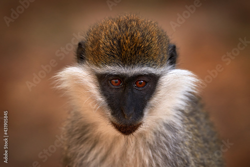 Africa, monkey detail portrait. Vervet monkey, Chlorocebus pygerythrus, portrait of grey and black face animal in the nature habitat, Balule near the Mana Pools NP, Zimbabwe. Wildlife nature.