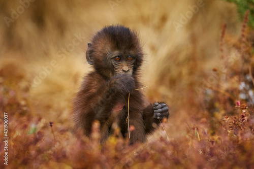Photography Cute baby monkey feeding grass culm straw