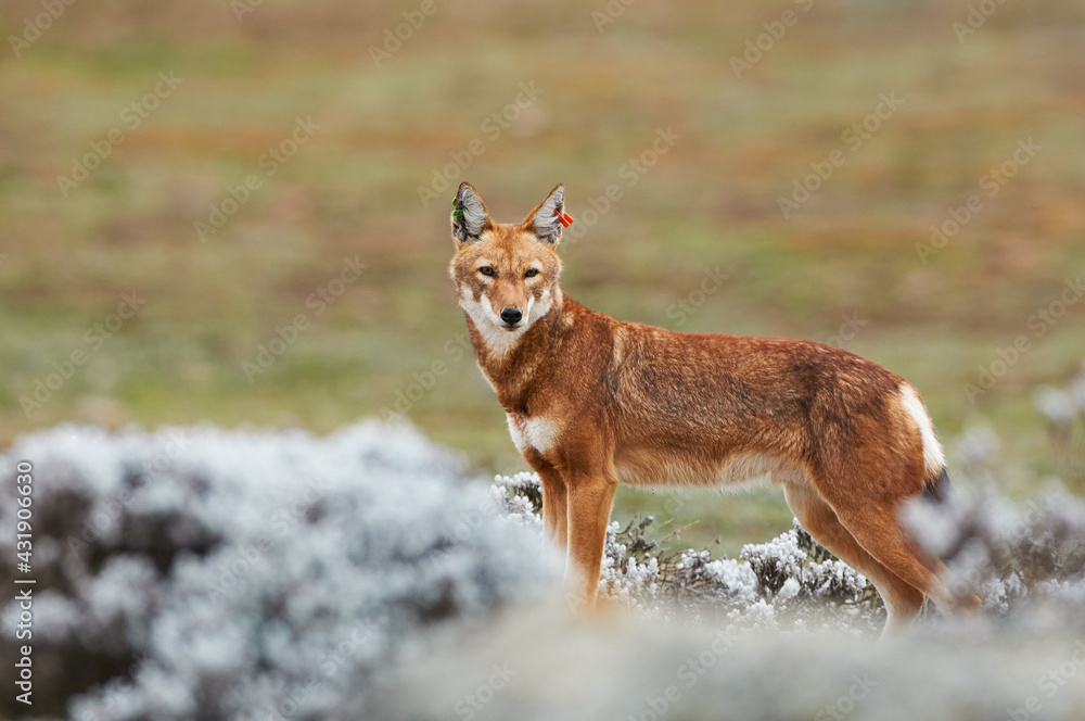 The Ethiopian wolf (Canis simensis), an endangered canid that lives on the Ethiopian Highlands. The Ethiopian wolf (Canis simensis), an endangered canid that lives on the Ethiopian Highlands.