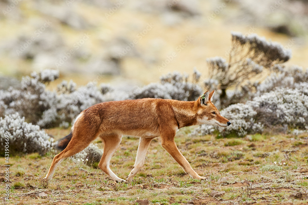 The Ethiopian wolf (Canis simensis), an endangered canid that lives on the Ethiopian Highlands.