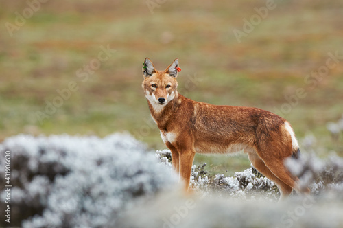 The Ethiopian wolf (Canis simensis), an endangered canid that lives on the Ethiopian Highlands. photo