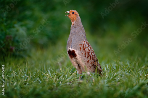 Obraz na plátně Partridge with open bill in the green grass