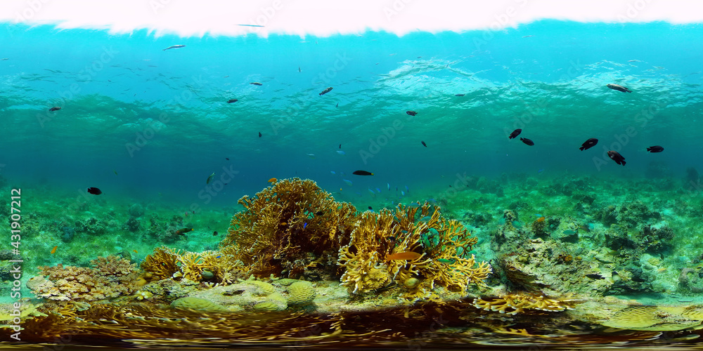 Underwater fish reef marine. Tropical colourful underwater seascape. Philippines. 360 panorama VR