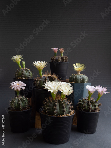 Cactus flower assorted various colours gymnocalycium and  Astrophytum cactus flower photo
