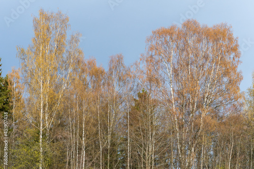 Mixed forest with birch by Sundvika, Toten, Norway, at spring.
