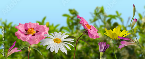 Spring wildflowers  daisies  cistus and gladiolus with blurry greenery in the background