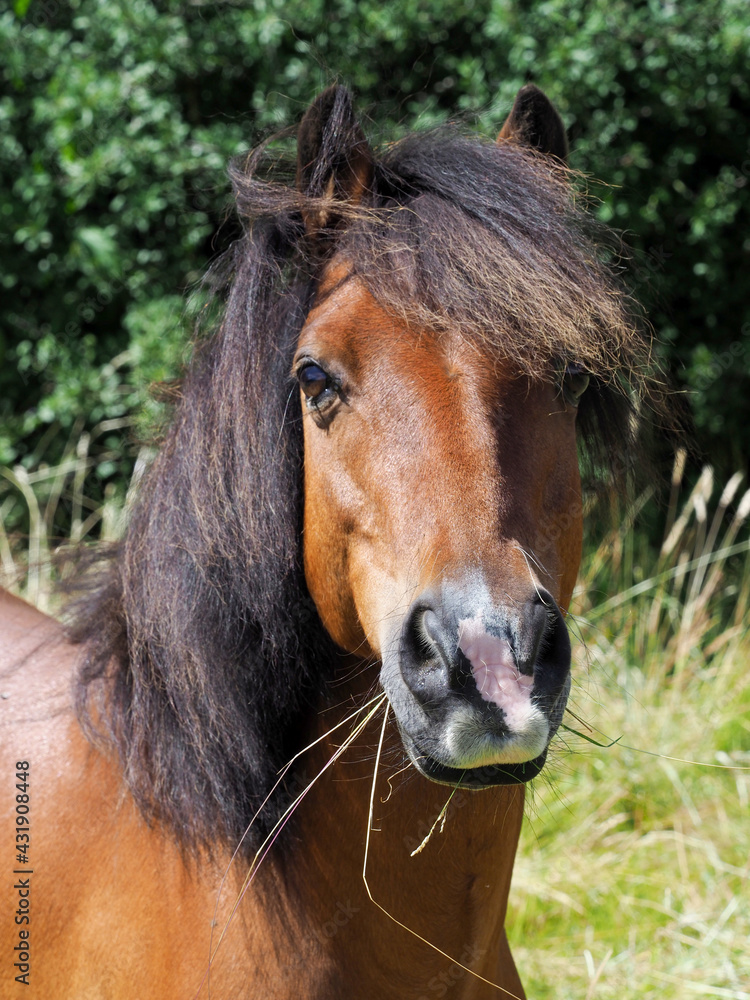 Obraz premium Cute Bay Pony