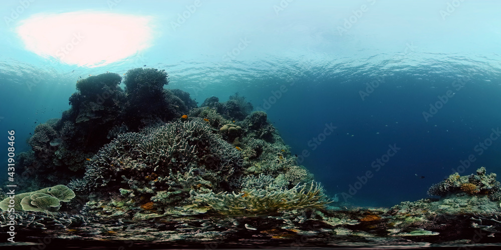 Marine life sea world. Underwater fish reef marine. Tropical colourful underwater seas. Philippines. 360 panorama VR