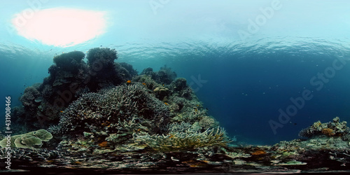 Marine life sea world. Underwater fish reef marine. Tropical colourful underwater seas. Philippines. 360 panorama VR © Alex Traveler