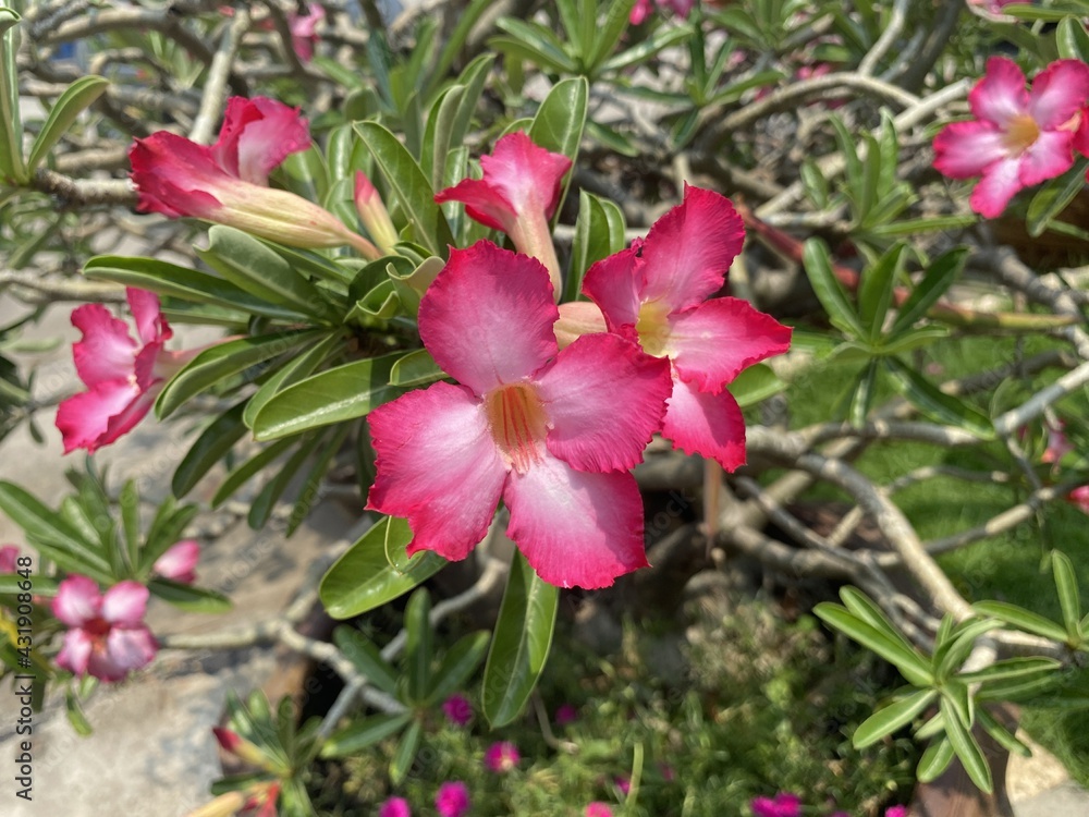 Fototapeta premium pink Adenium obesum flower in nature garden