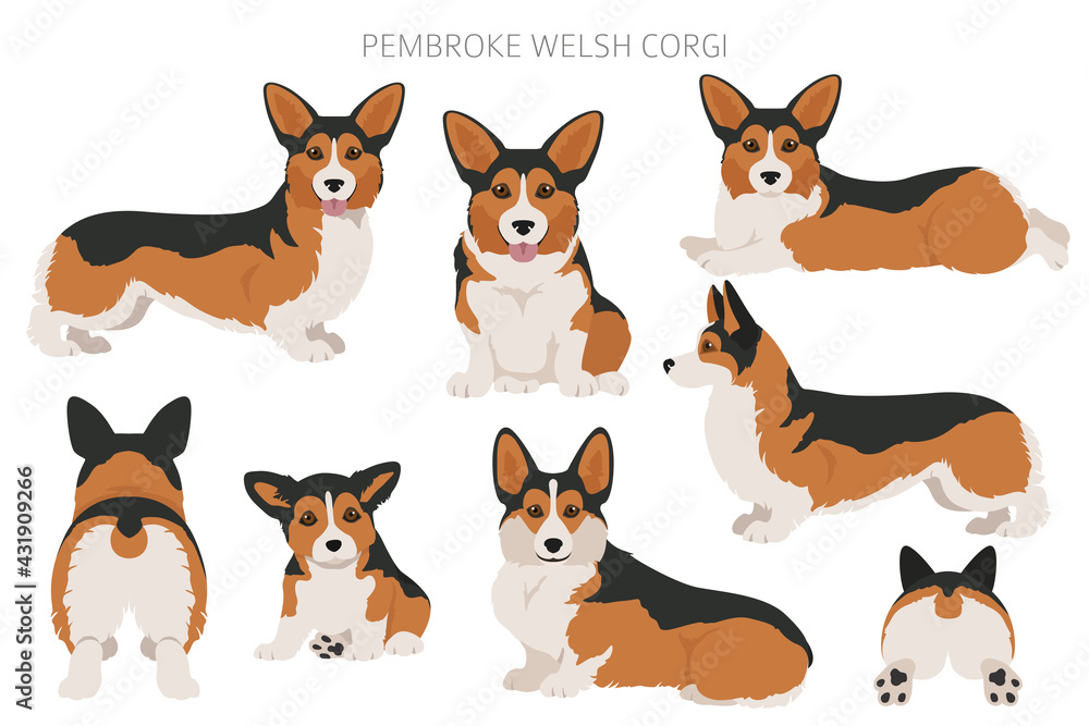 Welsh corgi pembroke clipart. Different poses, coat colors set