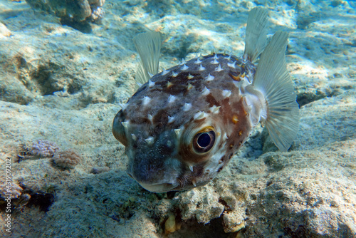 Yellowspotted burrfish (cyclichthys spilostylus) taken in the Red Sea. 