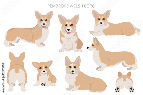 Welsh corgi pembroke clipart. Different poses, coat colors set © a7880ss