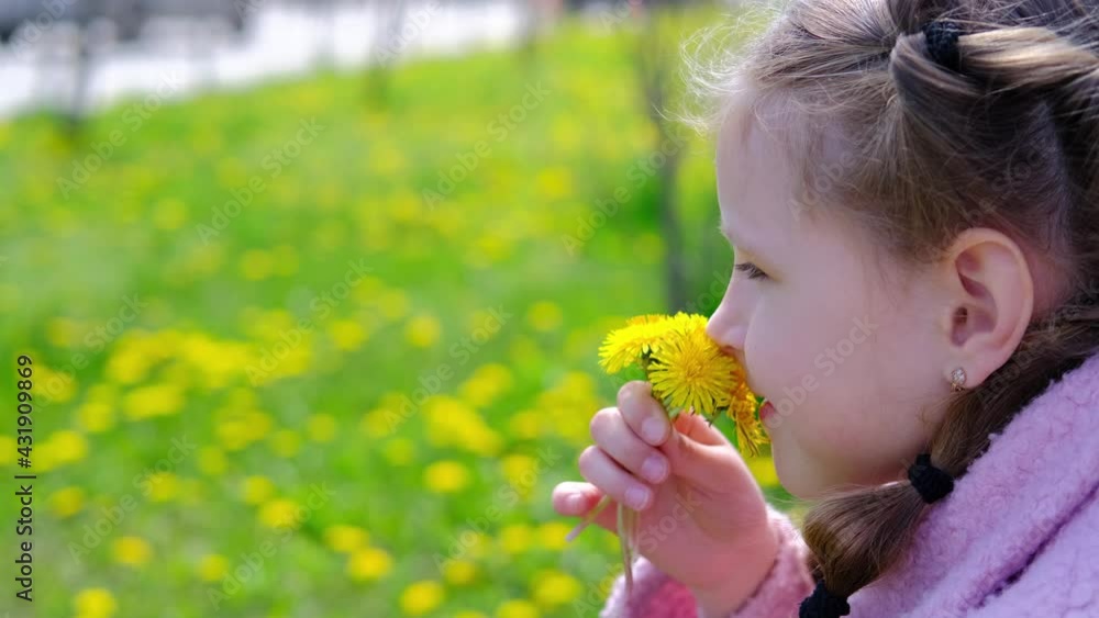 Little child sniffs a flower and enjoys the spring scent of blooming outdoor flowers. Little girl sniffs yellow dandelions. Little child sniffs a flower and enjoys the spring scent of blooming outdoor flowers. Little girl sniffs yellow dandelions.
