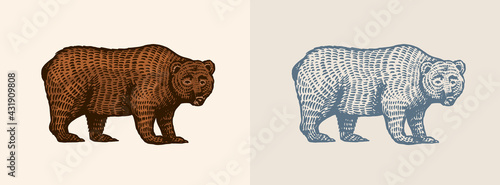 Grizzly bear in vintage style. Brown wild animal. Side view. Hand drawn engraved old sketch for T-shirt, tattoo or label or poster. Vector illustration.