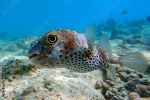 Yellowspotted burrfish (cyclichthys spilostylus) taken in the Red Sea.  © mirecca