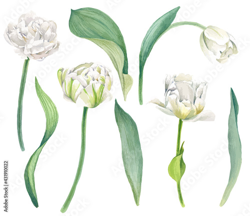 White tulips with leaves, bright vector watercolor