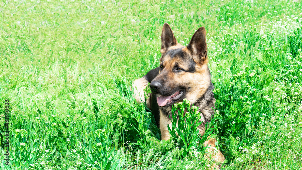 dog german shepherd in green grass. beautiful big dog lies on a meadow dog german shepherd in green grass. beautiful big dog lies on a meadow
