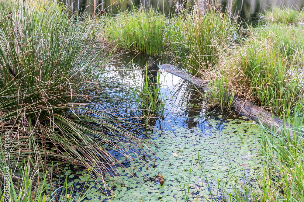 Fototapeta premium Lake or fishing pond. Landscape a beautiful pond. Forest natural pond.