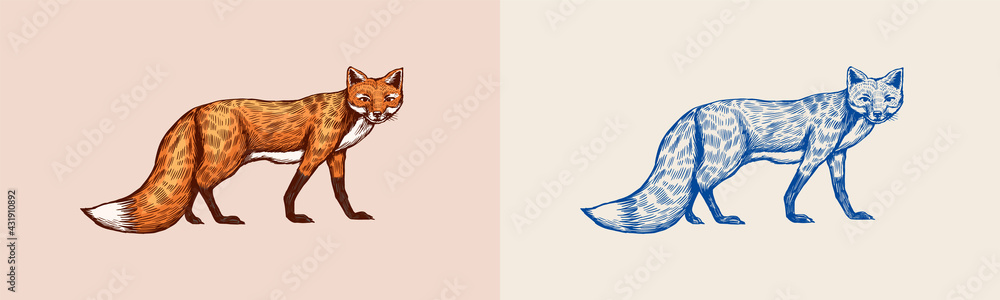 Fototapeta premium The fox looks away. Forest red animal or ginger beast. Vector Engraved hand drawn Vintage sketch for label or poster.