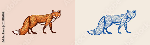 The fox looks away. Forest red animal or ginger beast. Vector Engraved hand drawn Vintage sketch for label or poster.