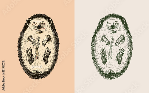The hedgehog lay down belly up.. Spiny forest animal. Prickly creature. Vector Engraved hand drawn Vintage sketch for label or poster.