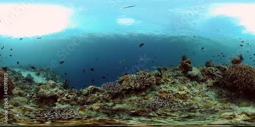 Fototapeta Naklejka Na Ścianę i Meble -  Coral reef and tropical fishes. Coral Reef and Fishes Underwater. The underwater world of the Philippines. 360 panorama VR