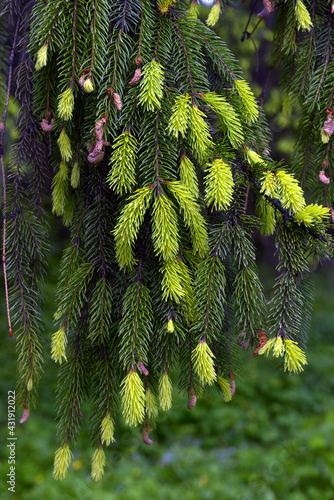 close-up branch with new young sprout of spruce tree shoot in spring, environmental protection and new life concept, horizontal macro stock photo image background