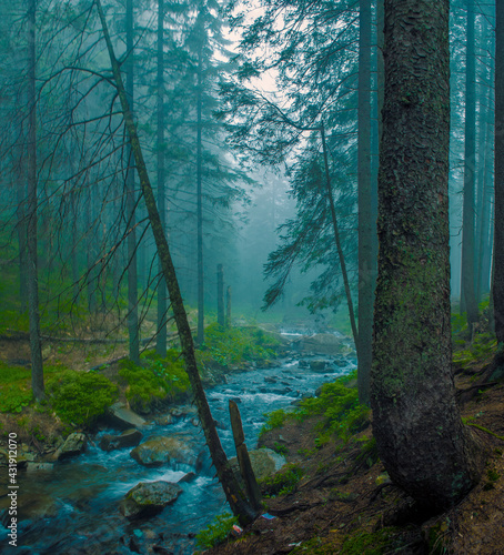 Fast flow breakers among wild forest at sunrise under the top of Hoverla, stormy clean water feeds the river Prut © nikitos77