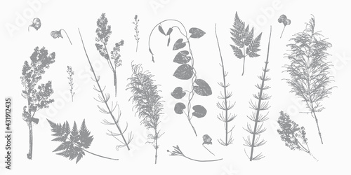 Natural Wildflowers and Herbs Prints. Grass Leaf Silhouettes. Stamp Leaves Vector Set. Textured Summer Meadow Plants Imprint for Floral Design.