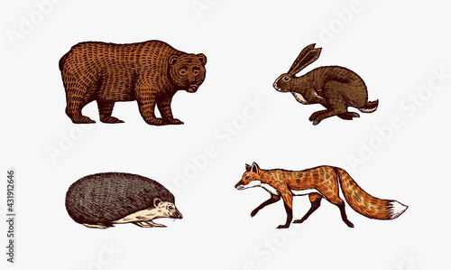 Forest animals. Bear Grizzly and red Fox, Hare and Hedgehog. Jumping beasts. Vector Engraved hand drawn Vintage sketch for label or poster.