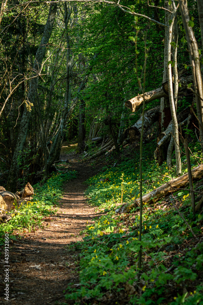 Narrow pathway through a wild forest with fallen trees, green grass and leaves and sunshine through the trees Narrow pathway through a wild forest with fallen trees, green grass and leaves and sunshine through the trees