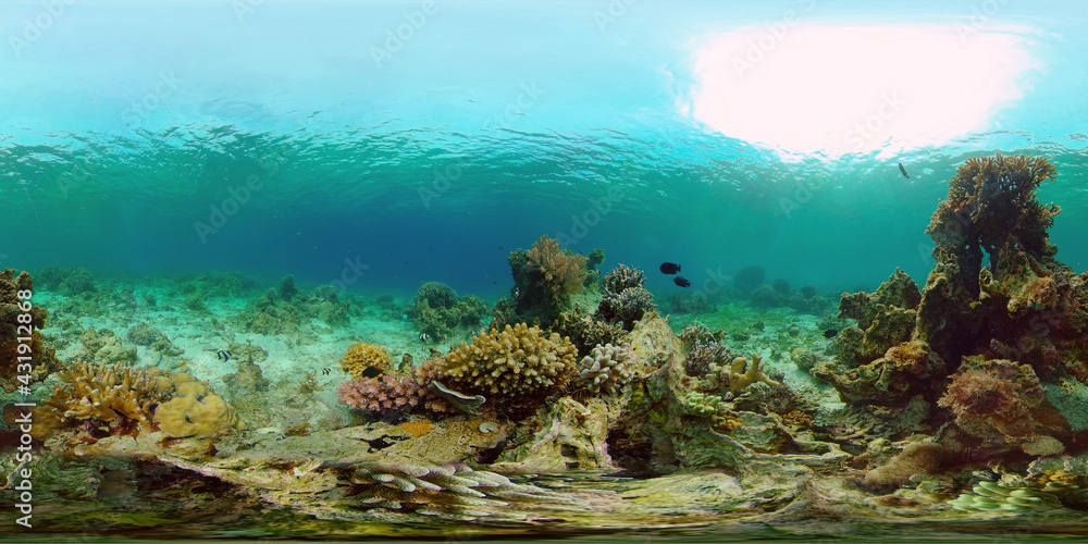 Underwater fish reef marine. Tropical colourful underwater seascape. Philippines. 360 panorama VR Underwater fish reef marine. Tropical colourful underwater seascape. Philippines. 360 panorama VR