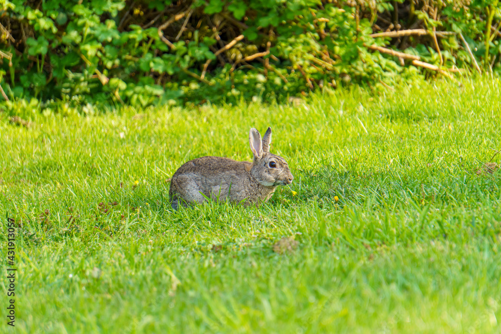 Fototapeta premium Feldhase auf einer grünen Wiese mit Löwenzahn im Maul