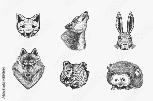 Forest animals. Bear Grizzly, Wolf and red Fox, Hare and Hedgehog and Seal. The face of the beasts. Close up. Vector Engraved hand drawn Vintage sketch for label or poster.
