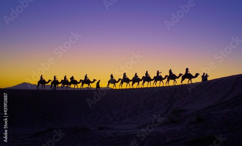 sunrise in the desert with camel parade with silhouette photography.