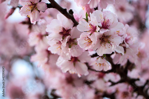 Delicate spring pink cherry blossoms on tree outdoors  closeup