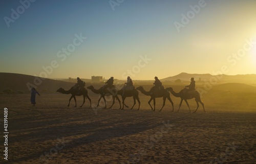 sunrise in the desert with camel parade.