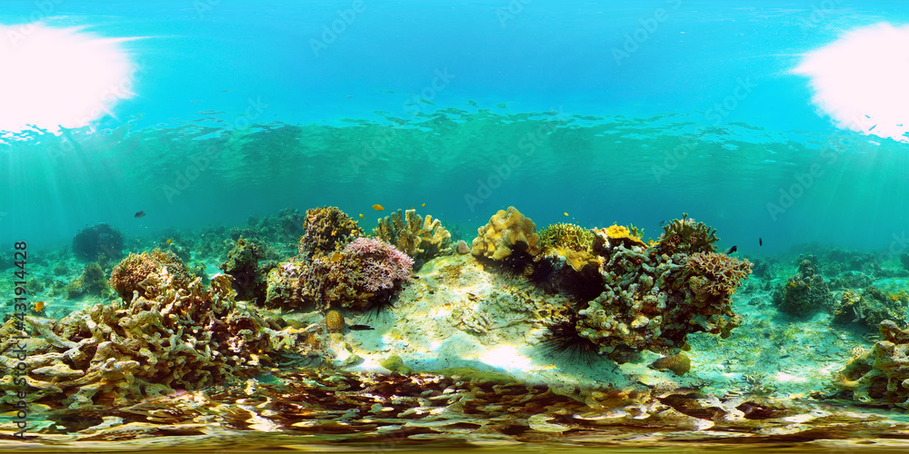 Tropical fishes and coral reef at diving. Beautiful underwater world with corals and fish. Philippines. 360 panorama VR