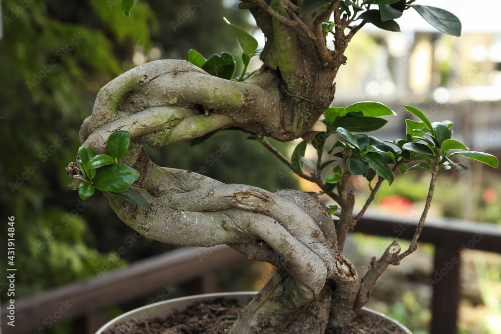 Beautiful potted Bonsai tree in garden, closeup. Landscape design Beautiful potted Bonsai tree in garden, closeup. Landscape design