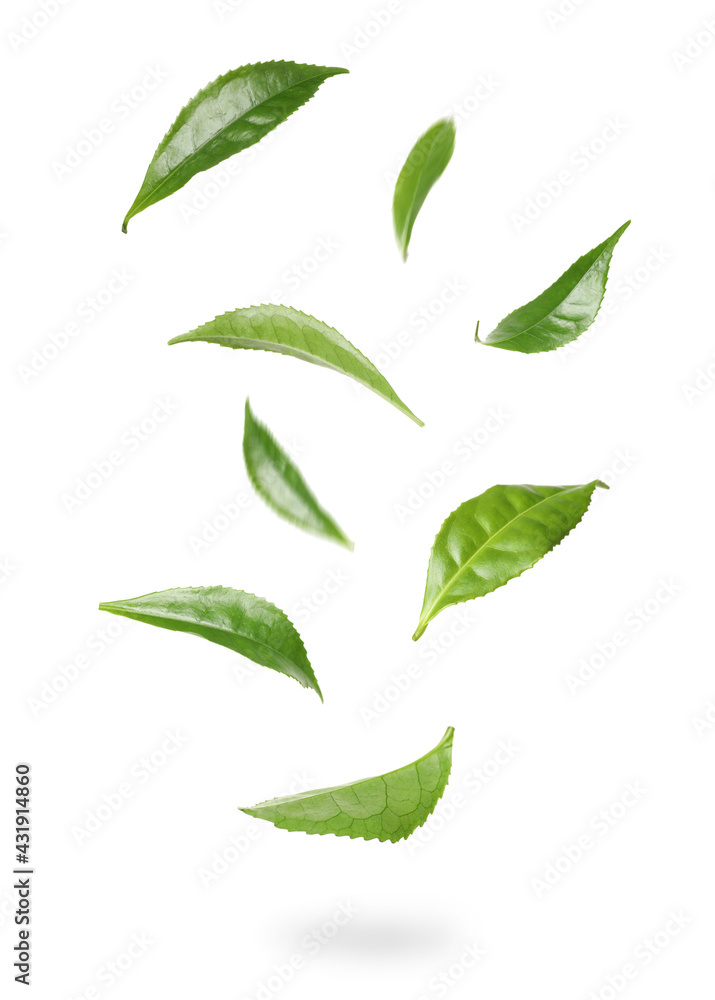 Fresh green tea leaves falling on white background