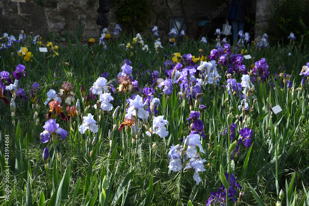 spectacular purple iris in bloom in a garden spectacular purple iris in bloom in a garden