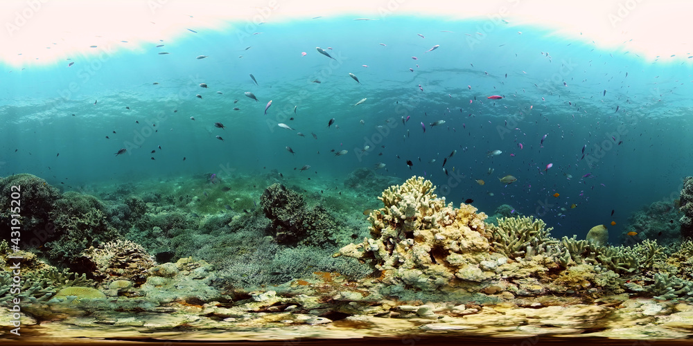 Beautiful underwater world with coral reef and tropical fishes. Colourful tropical coral reef. Philippines. Travel vacation concept 360 panorama VR