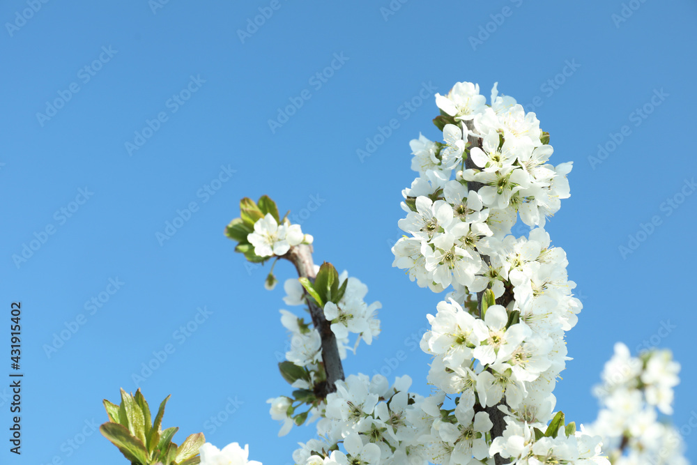 Branch of blossoming cherry plum tree against blue sky. Space for text Branch of blossoming cherry plum tree against blue sky. Space for text
