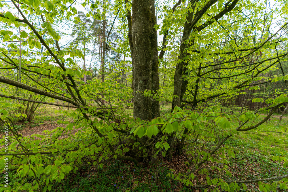 Waldstück